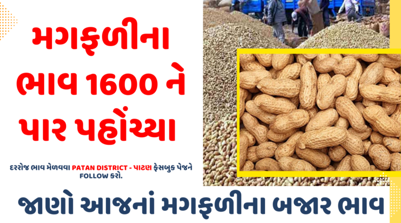 Today's Groundnut Market Price